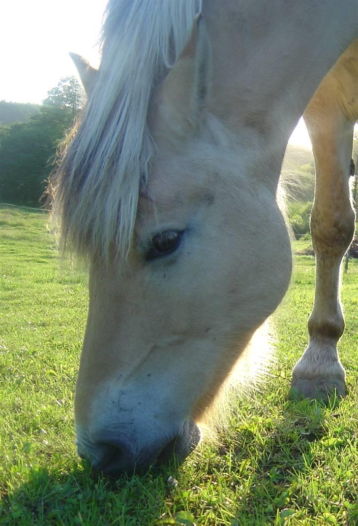 Fjordhest Max Mule - ... billede 6