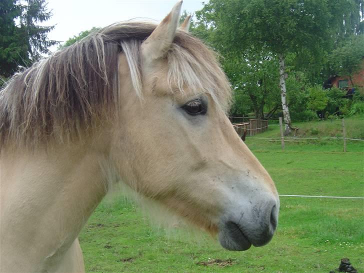 Fjordhest Max Mule - ... billede 7