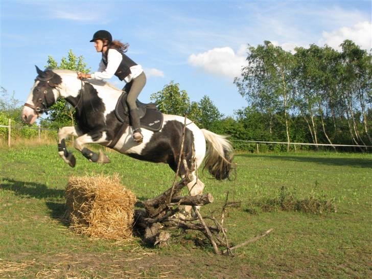 Irish Cob Alicia - Var lige ude og springe på hende i dag (d. 2/8) så fik min far til at tage et par billeder. Ser det ikke bare godt ud?  billede 1