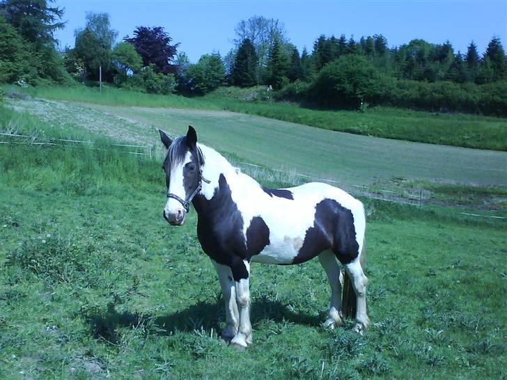 Irish Cob Alicia - På fold. billede 2