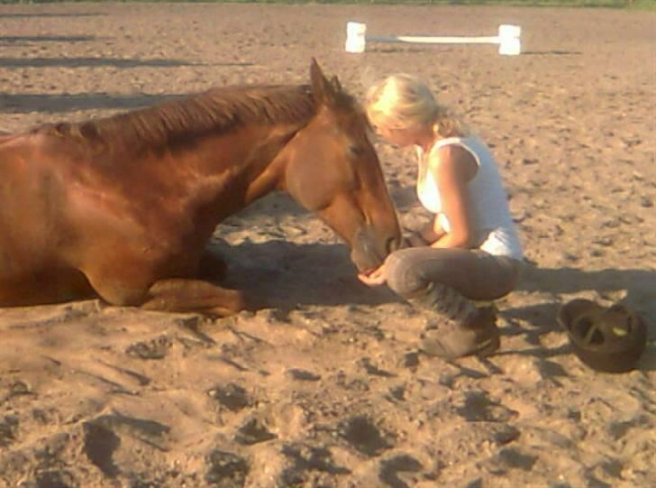 Dansk Varmblod Egely's Lucky Lady - Tillid = Kærlighed <3 billede 11