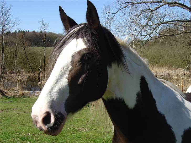 Irish Cob Alicia - ... billede 4