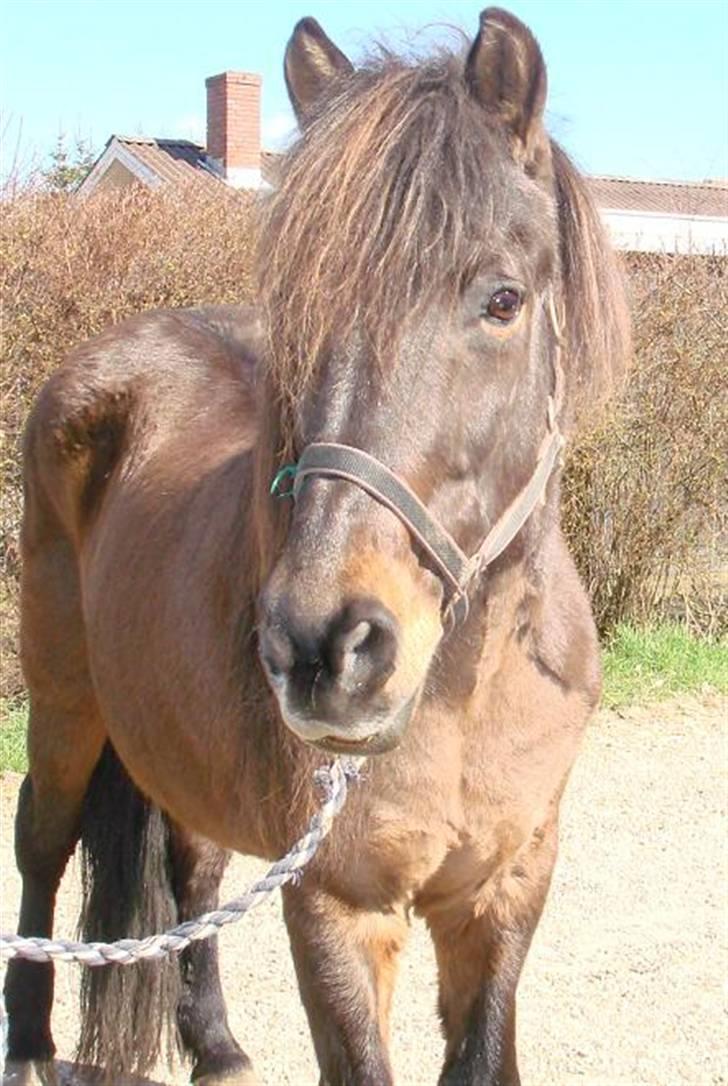 Islænder Hrina fra Udklit - Hrina, den dag hun skulle sælges :´( Foto: Christina Hag (MÅ IKKE KOPIERES) billede 6