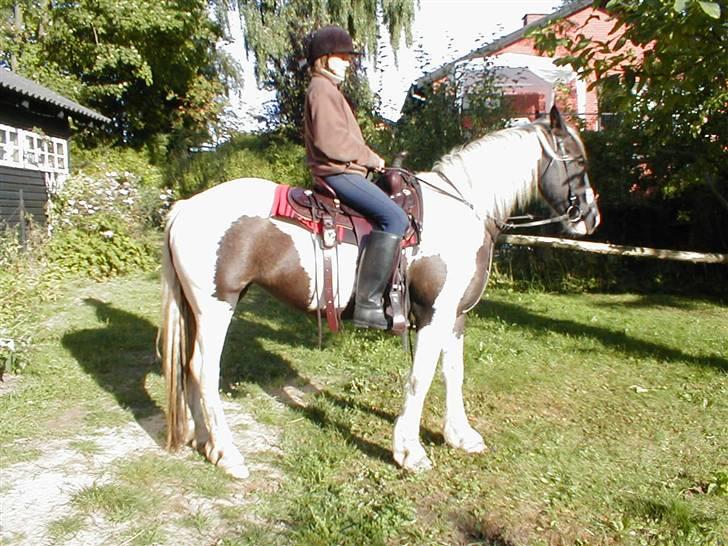 Irish Cob Alicia - Igen .. :D billede 8