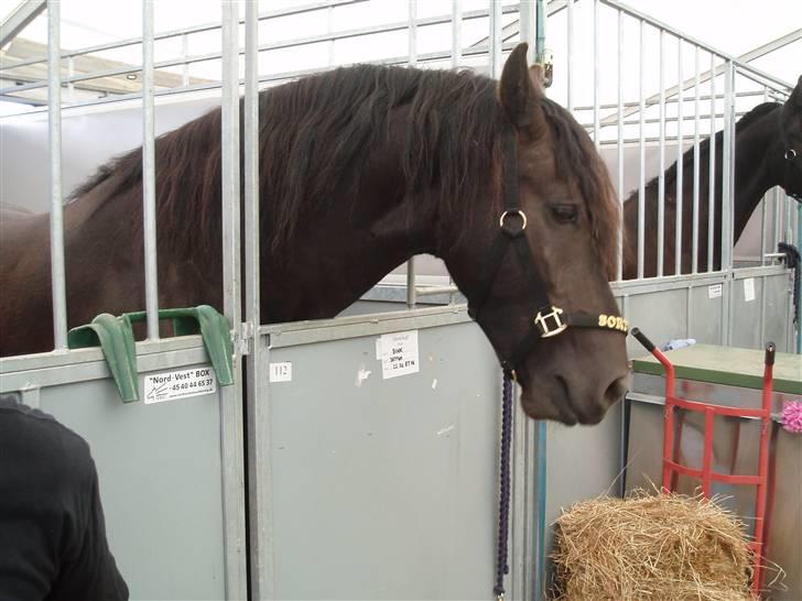 Frieser Bink - Roskilde dyrskue 2008. Show med SORT GULD billede 7