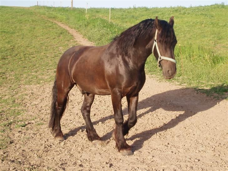 Frieser Bink - Bink stb. STER vallak efter Henise 354. Maj 2008 billede 9