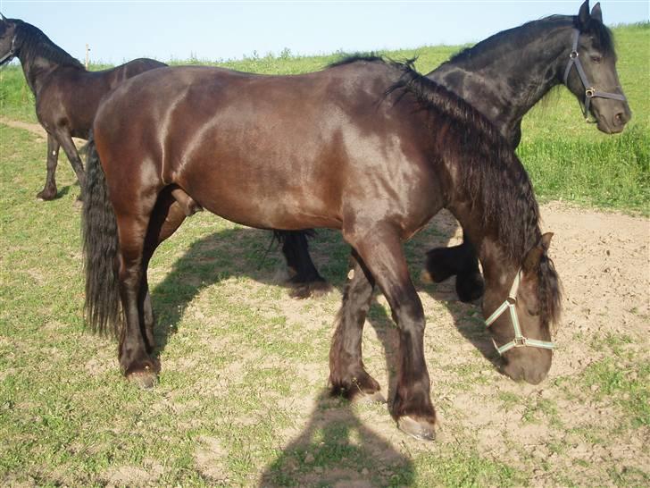 Frieser Bink - Bink stb. STER vallak efter Henise 354. Maj 2008 billede 10