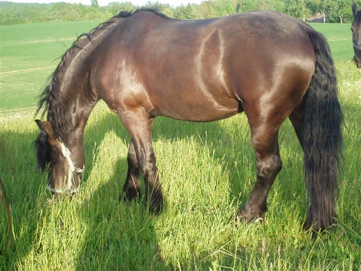 Frieser Bink - Bink stb. STER vallak efter Henise 354. Maj 2008 billede 11