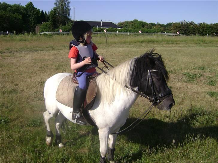 Pinto lucky R.I.P billede 16