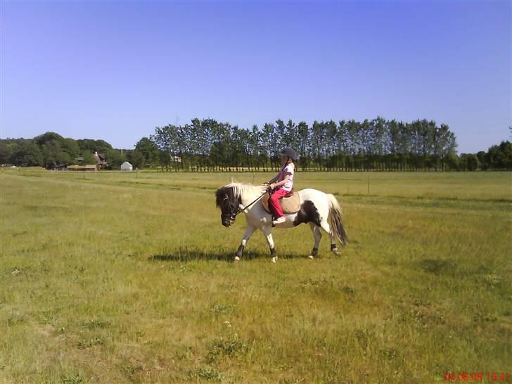 Pinto lucky R.I.P billede 17