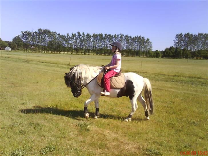 Pinto lucky R.I.P billede 18