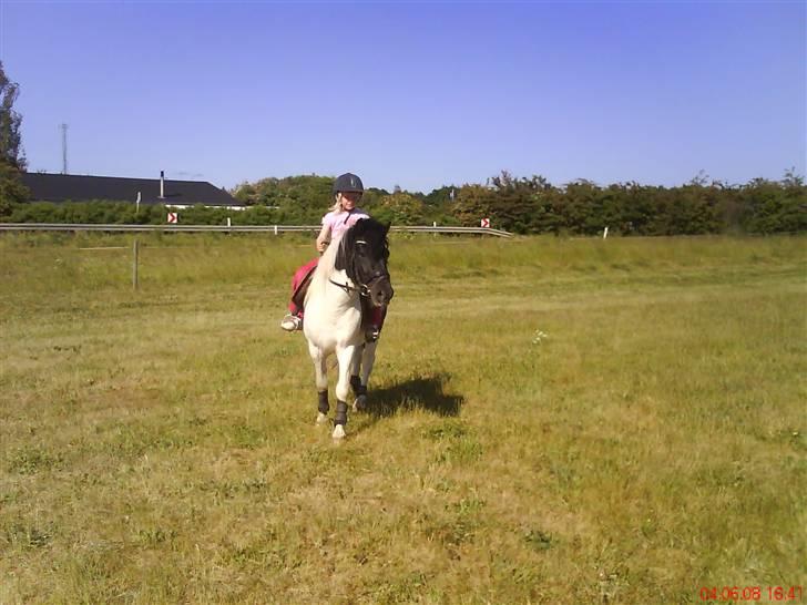 Pinto lucky R.I.P billede 19