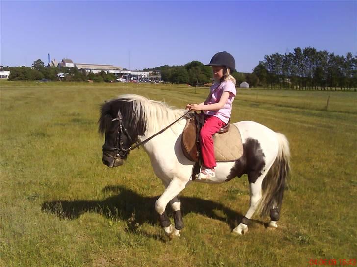 Pinto lucky R.I.P billede 20