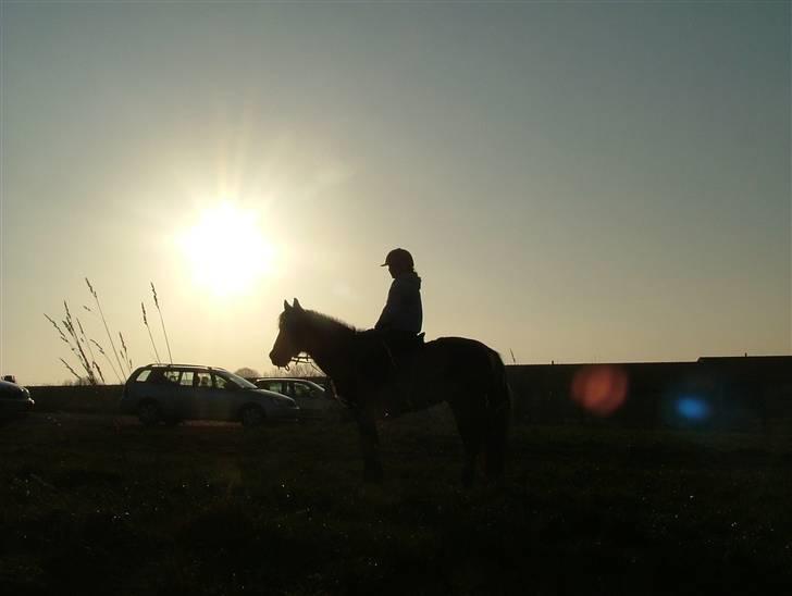 Anden særlig race Sprutnik  - Lige et billede i solnedgangen:) Nanna og Sprutnik billede 5