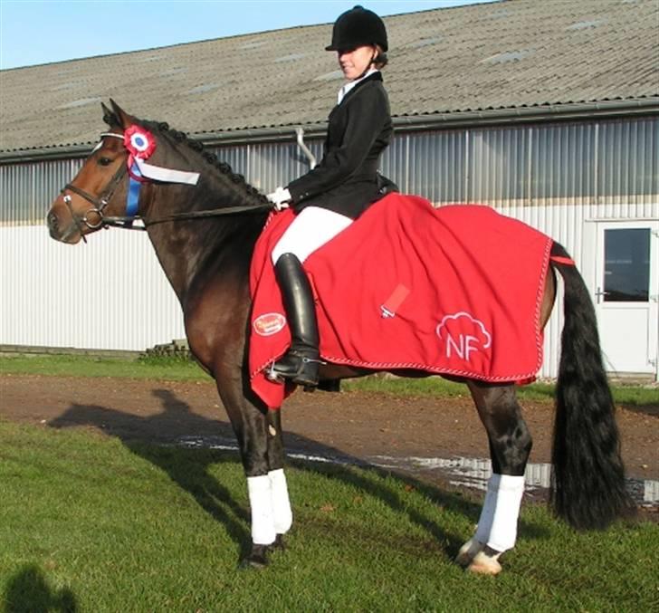 New Forest Flintdales Ranzau - Solgt - New Forest Championat 2008 billede 12