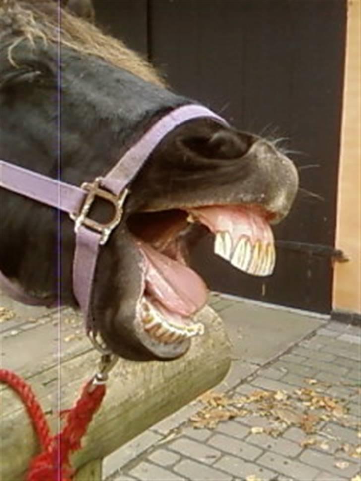 Anden særlig race Sprutnik  - Så skal vi lige se bisserne:) billede 7