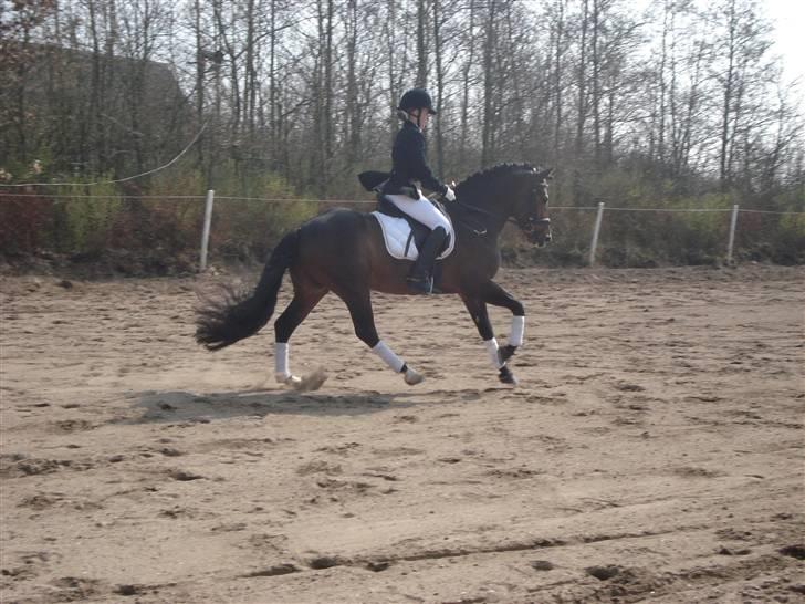 New Forest Flintdales Ranzau - Solgt - Åbenhus 2009 billede 14