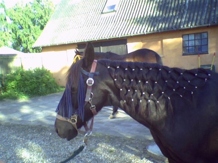 Anden særlig race Sprutnik  billede 9