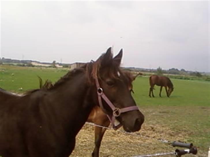 Anden særlig race Sprutnik  billede 11