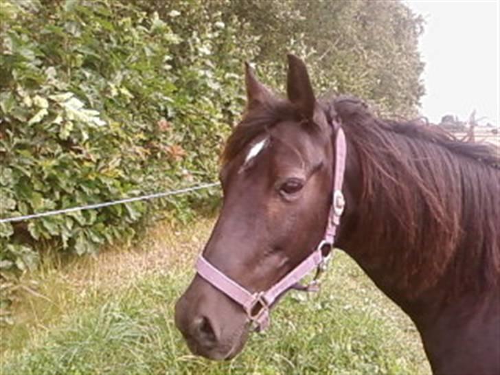 Anden særlig race Sprutnik  billede 13