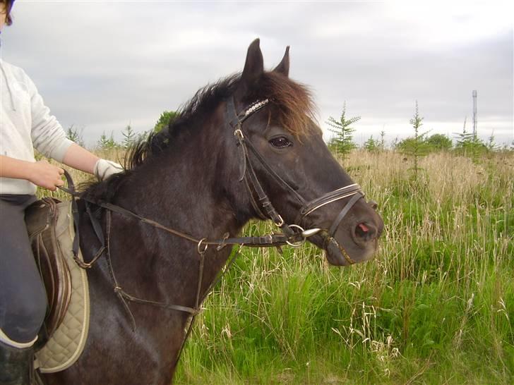 Anden særlig race Sprutnik  billede 14