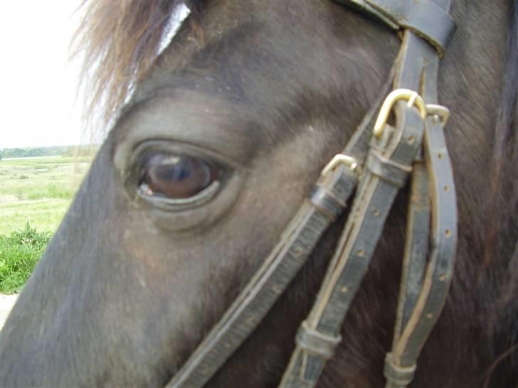 Anden særlig race Sprutnik  billede 16