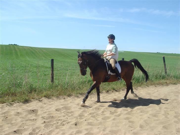 Anden særlig race Apollon/Polle(mor's)  - Galop (; Ja han kan sq godt gå fint :D NYT billede 15