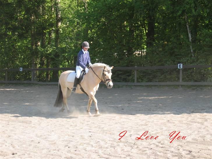 Fjordhest † Tarok(helpart)  † - Pinsestævne på Langstruplund, sidste dressurprogram for evigt, en LC2 12.maj 08. Foto: min mor. billede 16