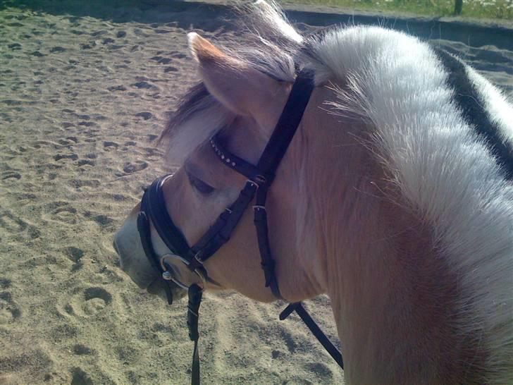 Fjordhest † Tarok(helpart)  † - Tarok oppefra, en onsdagsskridtning. Foto: Malene. billede 20