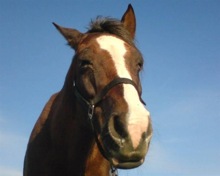 Welsh Cob (sec D) Liberty billede 1