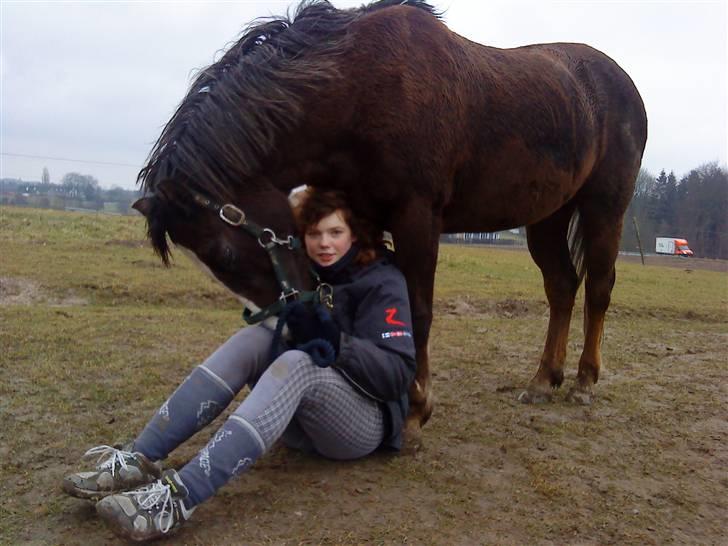 Welsh Cob (sec D) Liberty billede 2