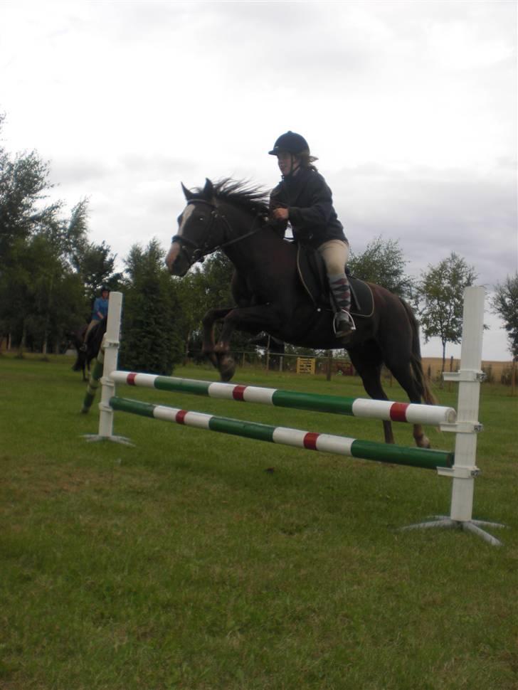 Welsh Cob (sec D) Liberty billede 3