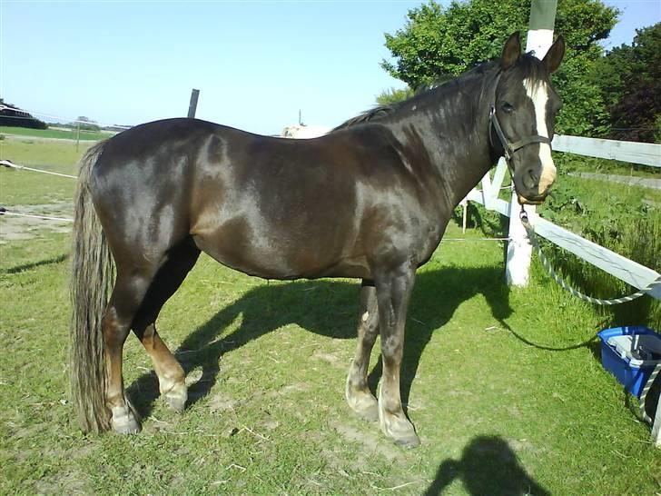 Welsh Cob (sec D) Liberty billede 6