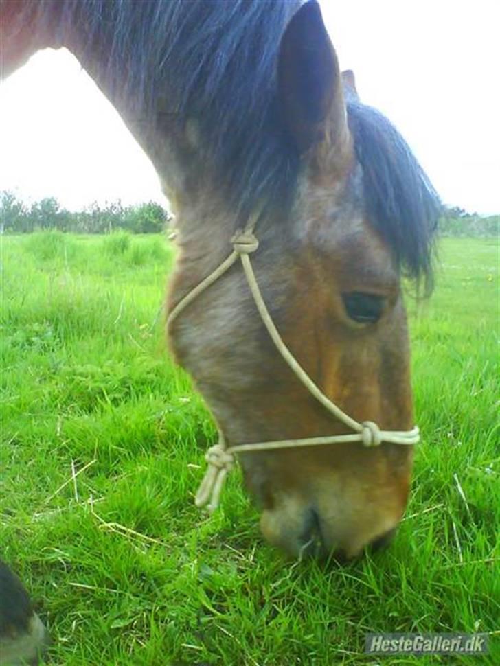 Anden særlig race Kampvogn *Har trænet* - 2 år - taget af Tinna billede 19
