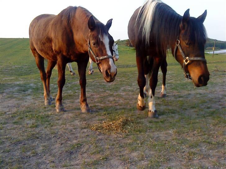 Welsh Cob (sec D) Liberty - liberty & fighter billede 9