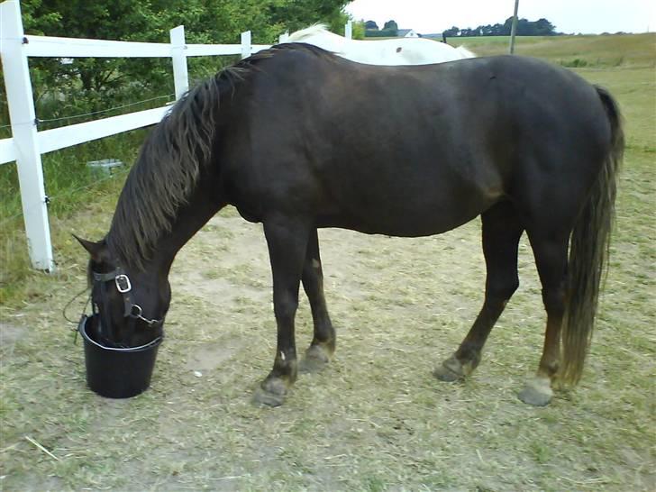 Welsh Cob (sec D) Liberty billede 10