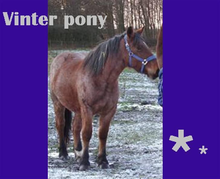 Anden særlig race Kampvogn *Har trænet* - Cairo, november 2008. Tyk vinterpels xD 2½ år - taget af Linda billede 20