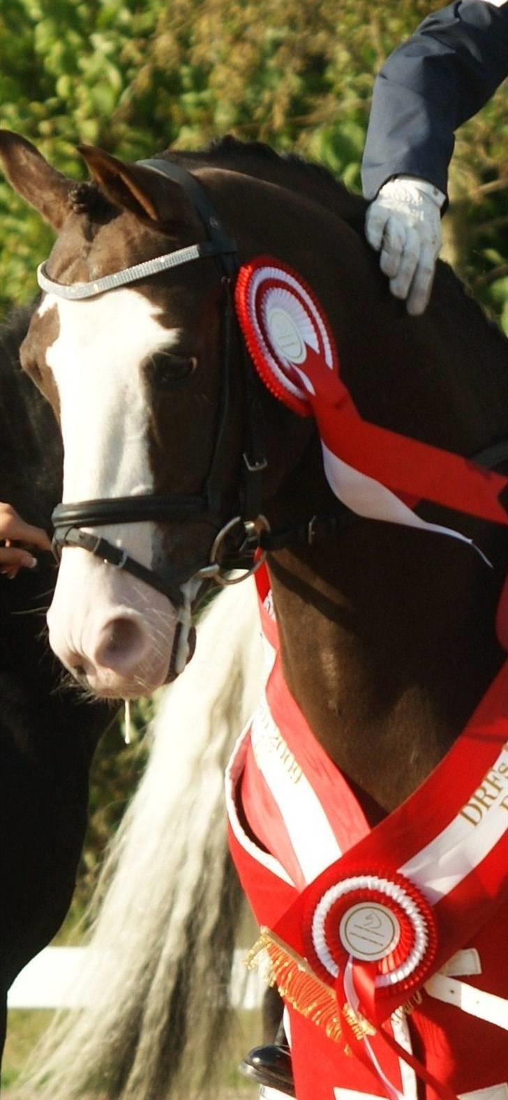 DSP Bonansa [ELITEHINGST] - Fordi jeg elsker dig Bonansa! billede 1