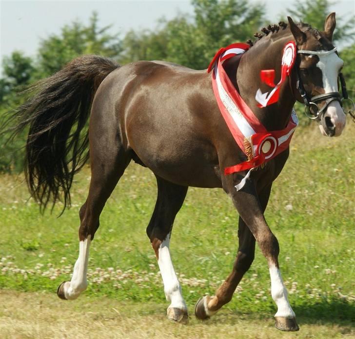 DSP Bonansa [ELITEHINGST] - Nyt* Foto Benita Rasmussen <3 tak billede 3