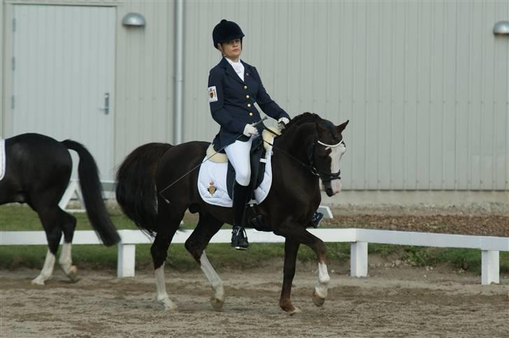 DSP Bonansa [ELITEHINGST] - Dm 2009 <3 billede 4