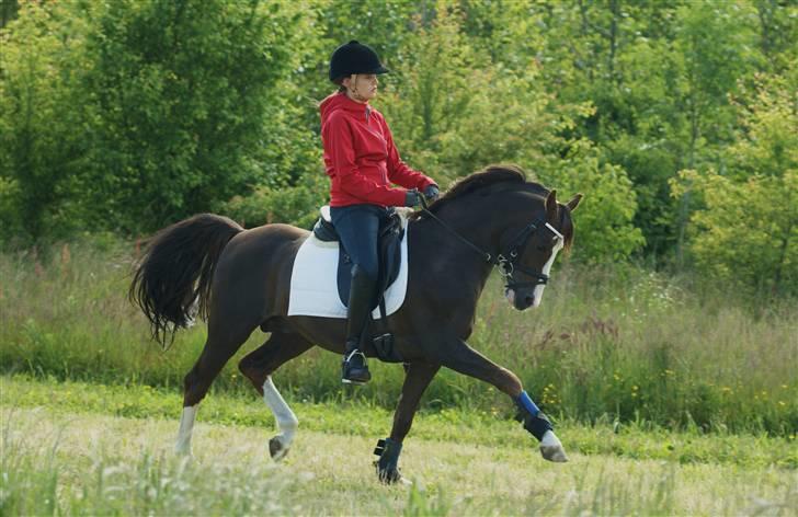 DSP Bonansa [ELITEHINGST] - træning på marken (bonansa elsker at træne der) :] billede 5