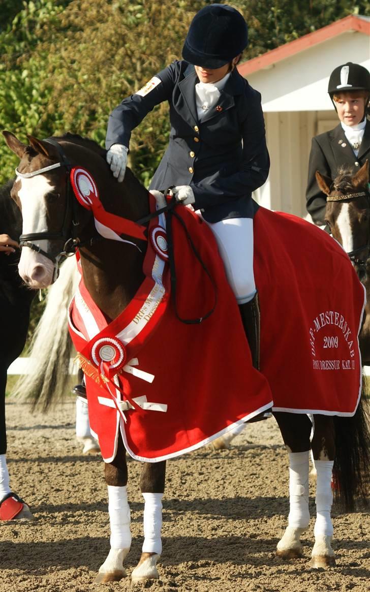 DSP Bonansa [ELITEHINGST] billede 6