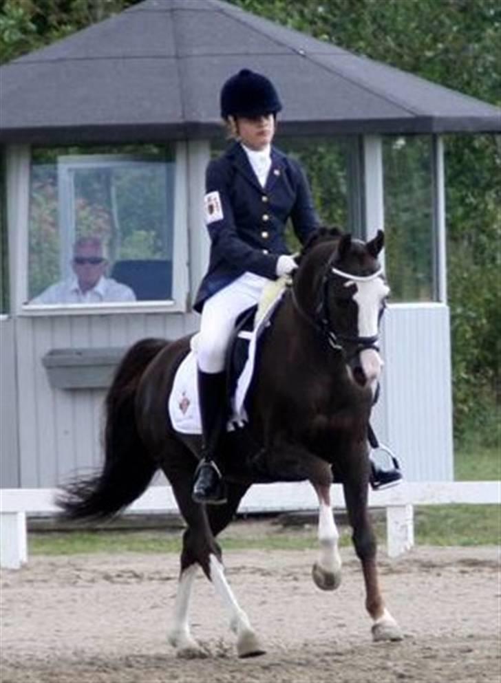 DSP Bonansa [ELITEHINGST] - der er ingen som dig (L´ billede 7