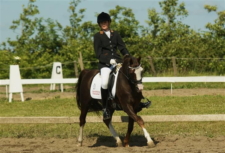 DSP Bonansa [ELITEHINGST] billede 8