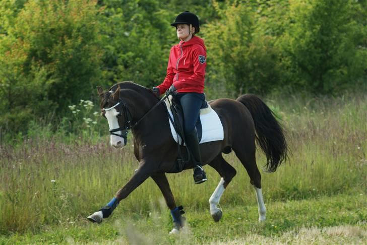 DSP Bonansa [ELITEHINGST] billede 9