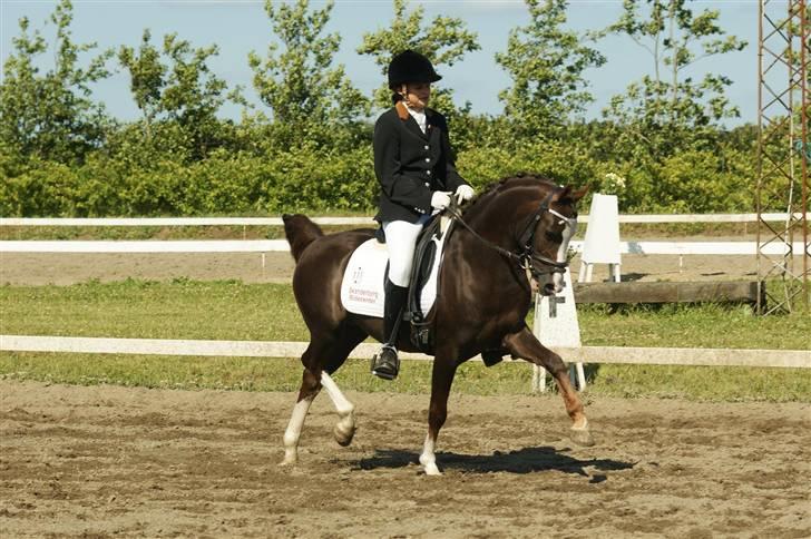 DSP Bonansa [ELITEHINGST] - WOW billede 10