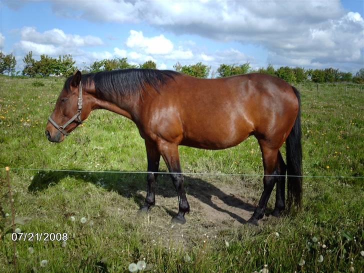 Traver chitara  (solgt )    - velkommen til chitara´s profil  <3 ( da vi lige havde fået hende )  billede 1