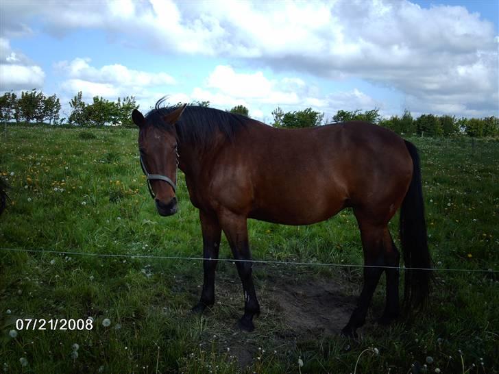 Traver chitara  (solgt )    - chitara billede 2