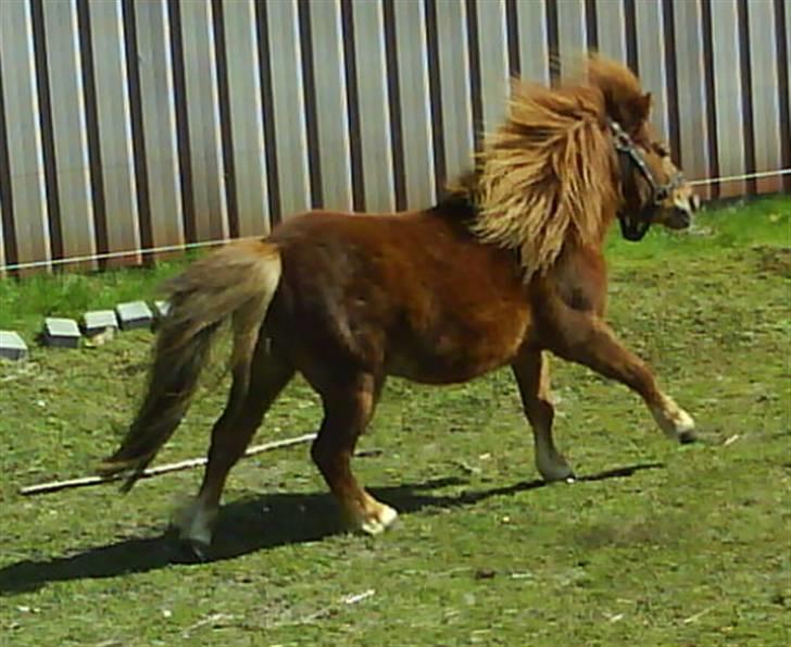 Anden særlig race nuller  billede 11