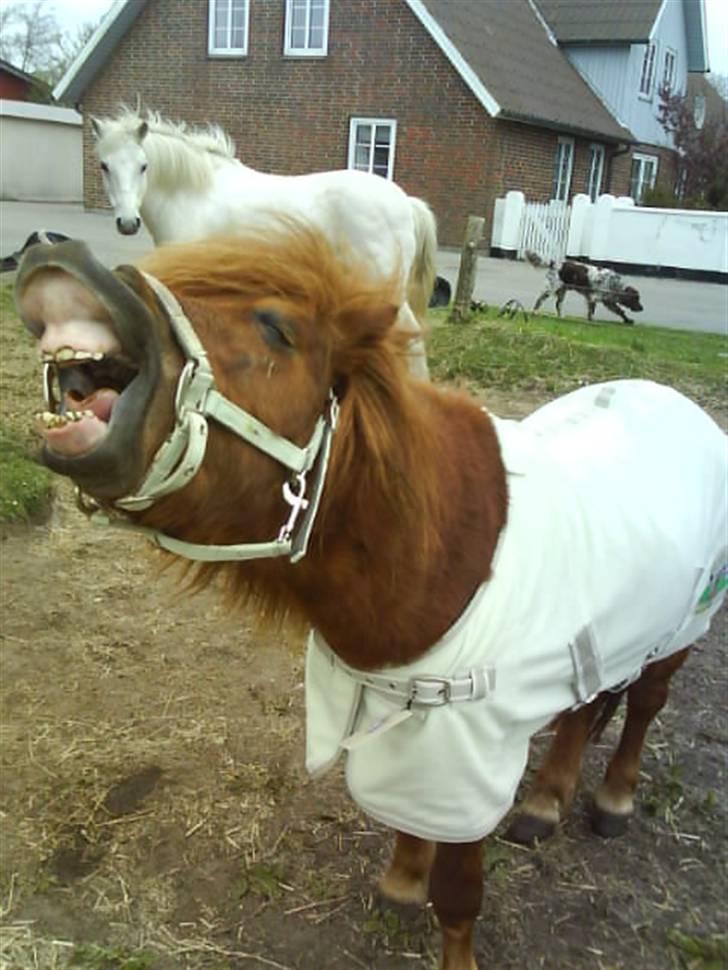 Anden særlig race nuller  billede 12